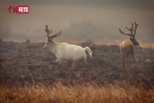 白色麋鹿现身天津七里海湿地